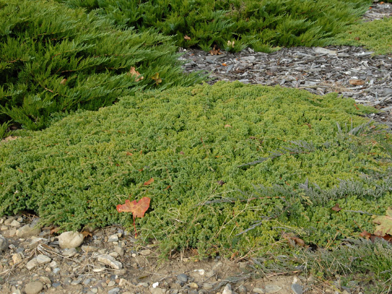 Juniperus procumbens 'Nana', Niedriger Zwerg-Wacholder