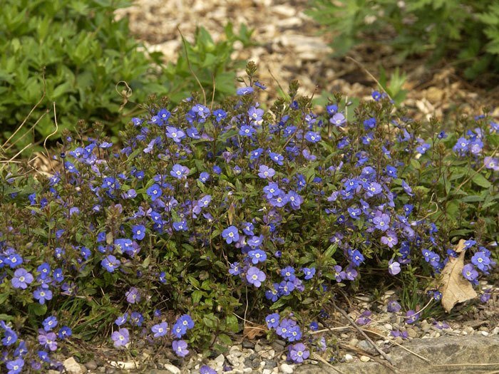 Veronica pedunculata 'Georgia Blue', Polster-Ehrenpreis, gestielter Ehrenpreis