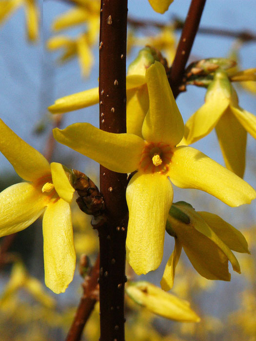 Blüte des Goldglöckchens