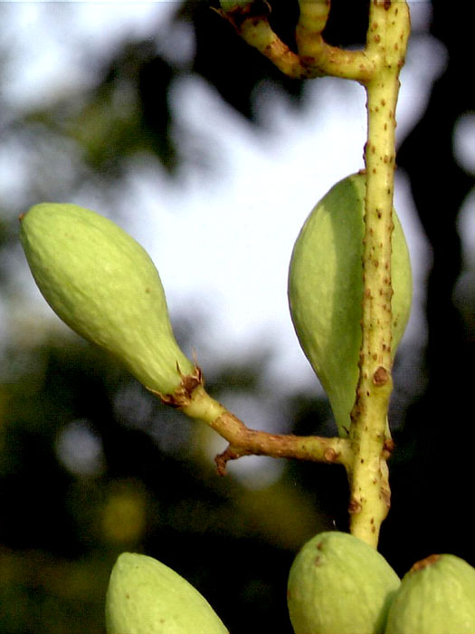 Chinesischer Gemüsebaum 'Toona sinensis'