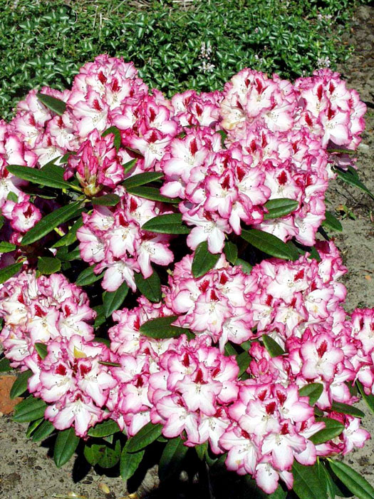 Rhododendron 'Hachmanns Charmant'