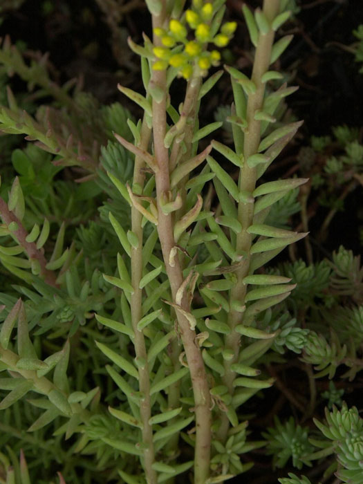 Tripmadam, Felsen-Fetthenne, Sedum reflexum