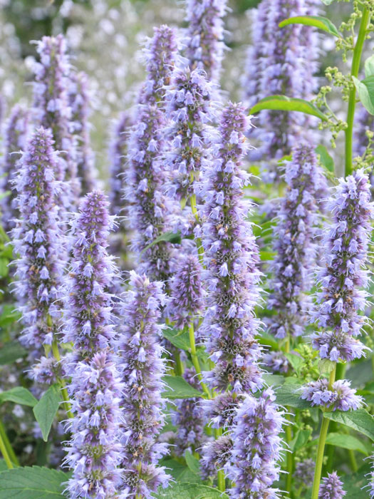 Agastache rugosa 'Blue Fortune'  (M), asiatische Duft-Nessel 'Blue Fortune'