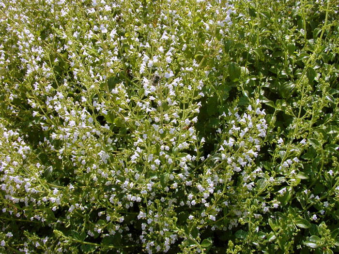 Reiche Blüte der Bergminze