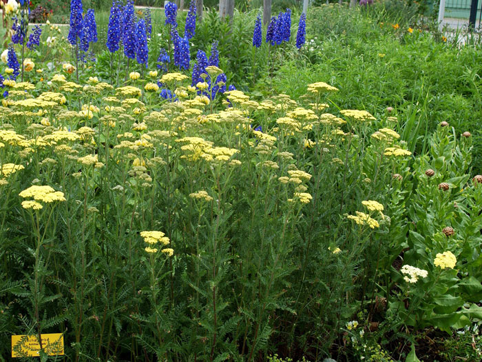 Achillea filipendulina 'Credo' (M), Schafgarbe, Goldquirl-Garbe