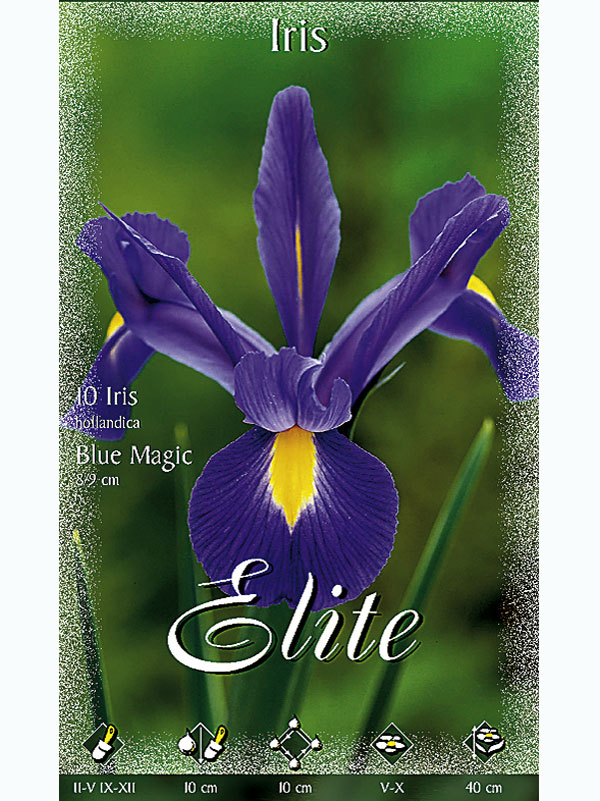 Holländische Iris 'Blue Magic', Iris hollandica (Art.Nr. 5215880)