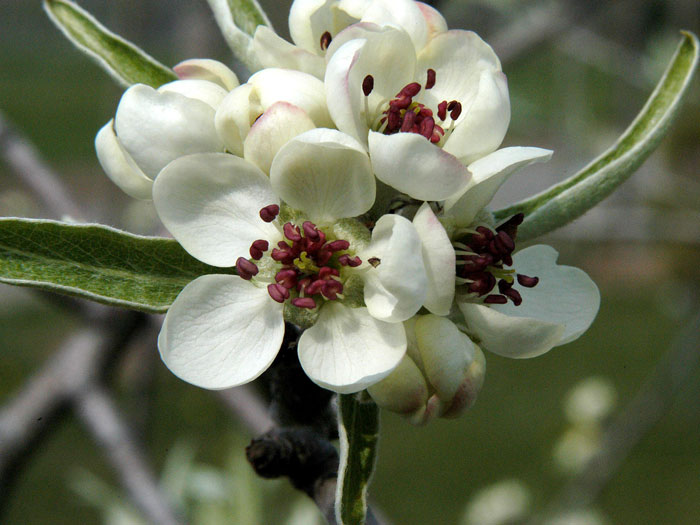 Pyrus salicifolia 'Pendula', Hängende Silberbirne - Hochstamm