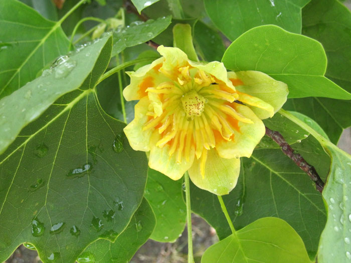 Liriodendron tulipifera, Tulpenbaum