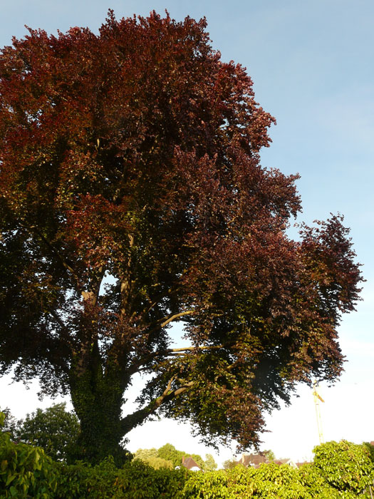 Blutbuchen Baum