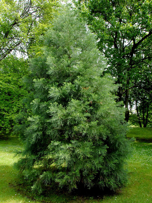 Sequoiadendron giganteum als Jungbaum