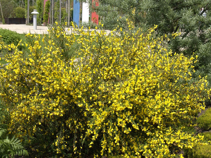 Besenginster als Blütenhecke