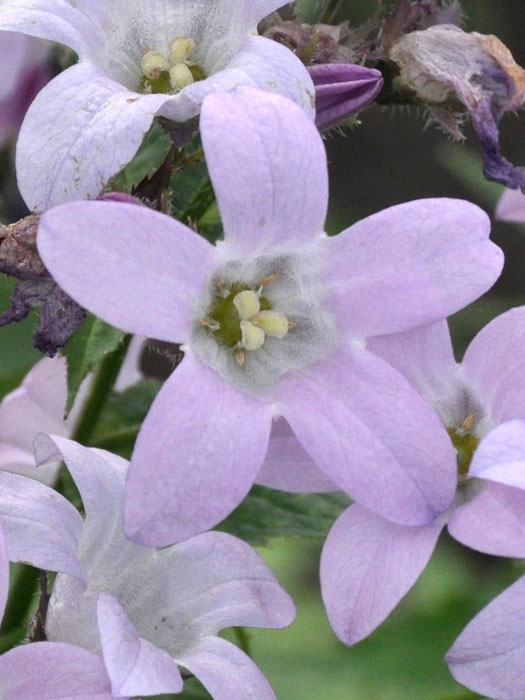 Campanula lactiflora 'Loddon Anne', Große Doldenglockenblume, Gartenglockenblume