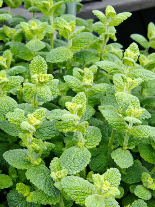 Apfelminze, Mentha suaveolens