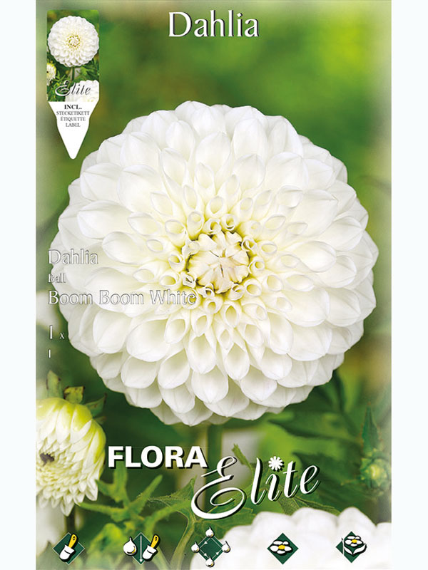 Ball-Dahlie 'Boom Boom White', Dahlia (Art.Nr. 5204760)