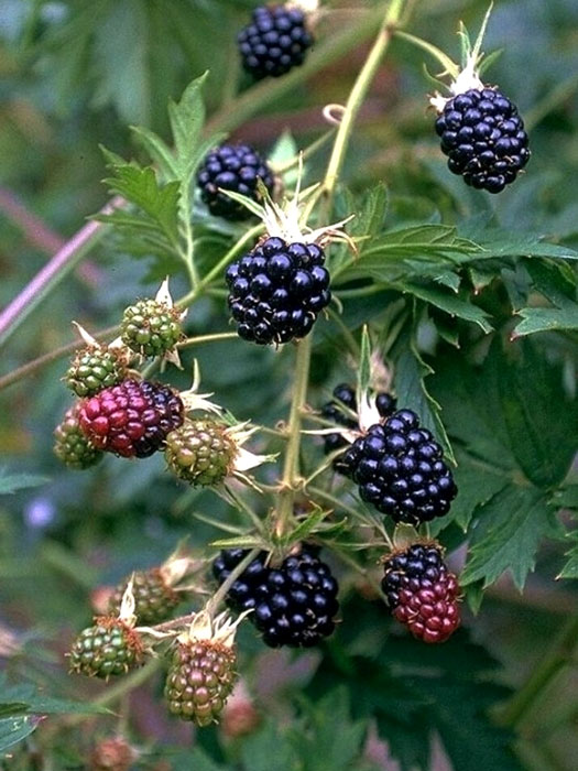 Brombeere 'Thornless Evergreen'