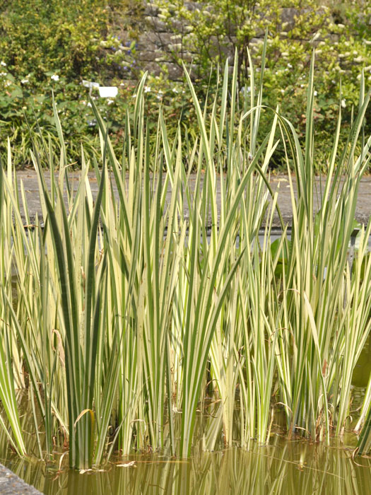 Acorus calamus 'Variegatus',  Weiß-bunter Kalmus