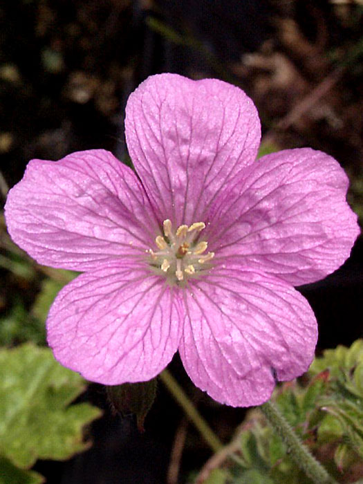 Zarte Blüte des Pyrenäen-Storchschnabels