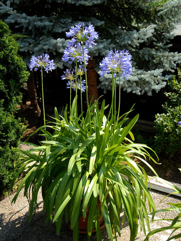 Agapanthus africanus, afrikanische Schmucklilie