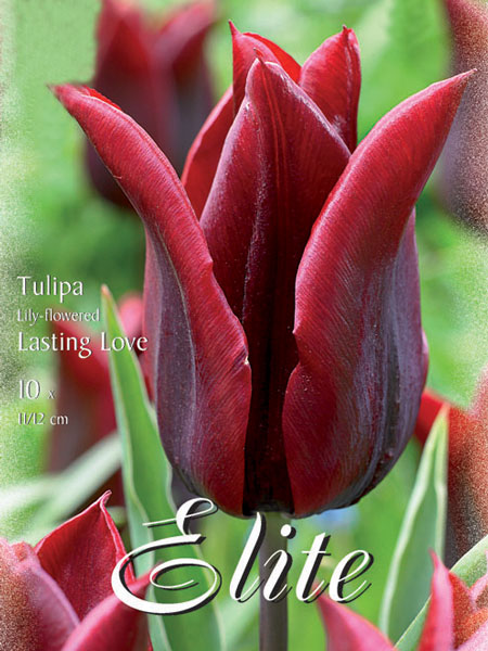 Lilienblütige Tulpe 'Lasting Love' (Art.Nr. 595463)