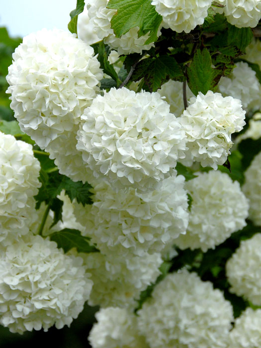 Viburnum opulus Roseum Blüte