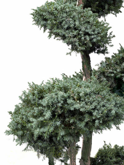 Juniperus chinensis 'Blue Alps' Bonsai-Form, XXL-Produkt