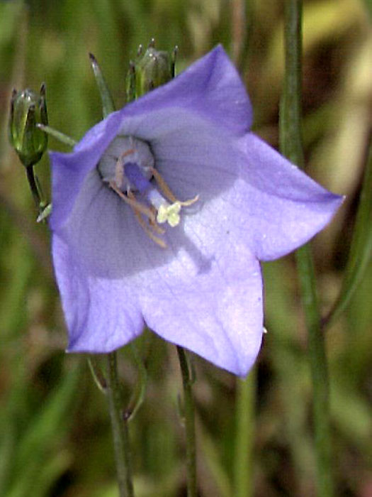 Campanula rotundifolia 'Olympica', Rundblättrige Glockenblume