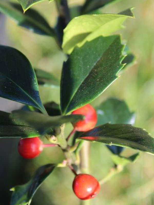 Ilex meserveae 'Heckenfee', Stechpalme