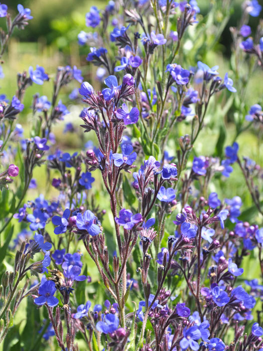 Anchusa azurea, italienische Ochsenzunge