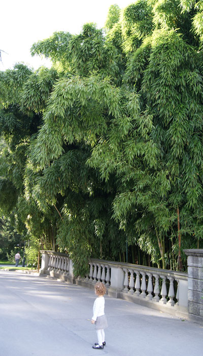 Phyllostachys viridiglaucescens, Grüner Pulver Bambus