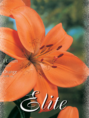 Asiatische Lilien-Hybride 'Orange', Lilium (Art.Nr. 521664)