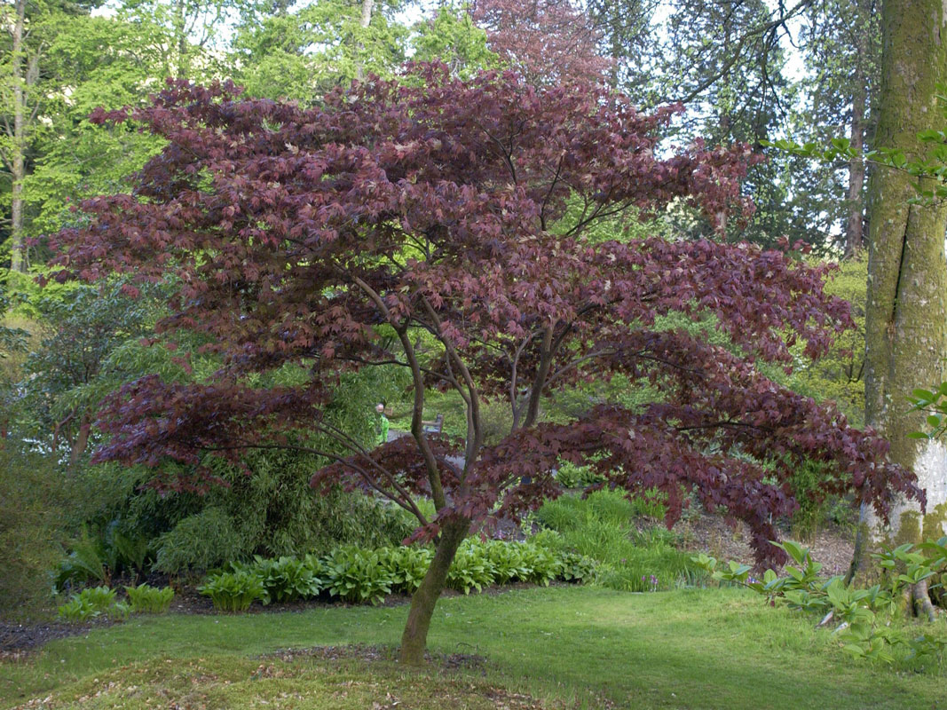 Acer palmatum 'Atropurpureum', Rotblättriger Fächerahorn