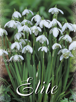 Schneeglöckchen 'Flore Pleno', Galanthus (Art.Nr. 596798)