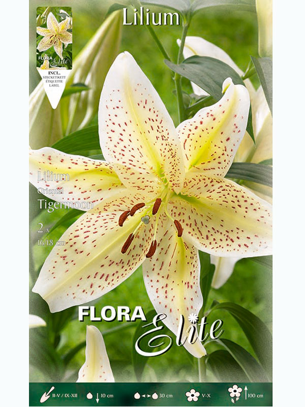 Orientalische Lilien-Hybride 'Tigermoon', Lilium (Art.Nr. 5217295)