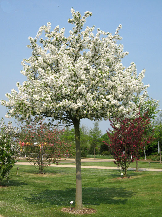 Malus Evereste, Zierapfel - Hochstamm