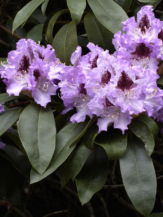 Rhododendron 'Blue Peter'