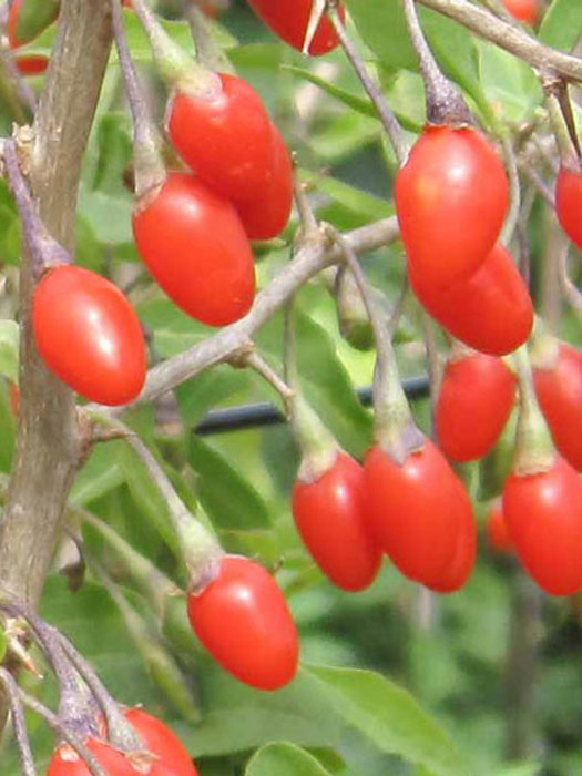 Goji-Beere 'Natascha' (Lycium barbarum Natascha)