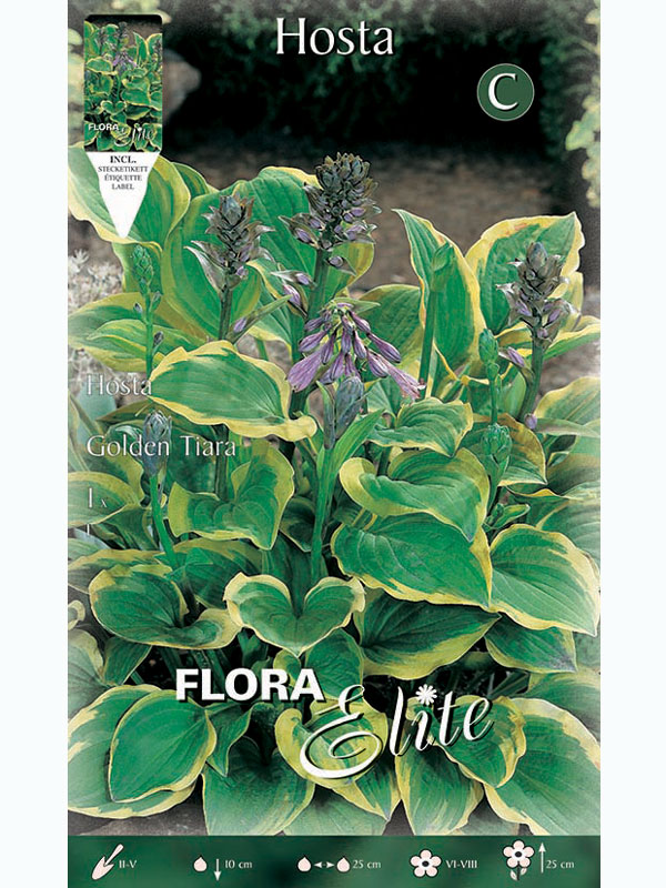 Funkie 'Golden Tiara', Hosta fortunei (Art.Nr. 5214840)