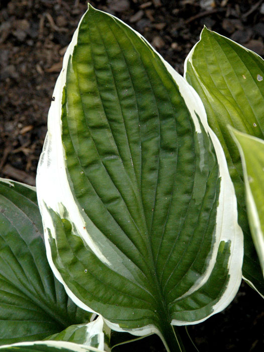 Hosta x fortunei 'Francee', Garten-Funkie, Weißrand-Funkie, Herzblatt-Lilie