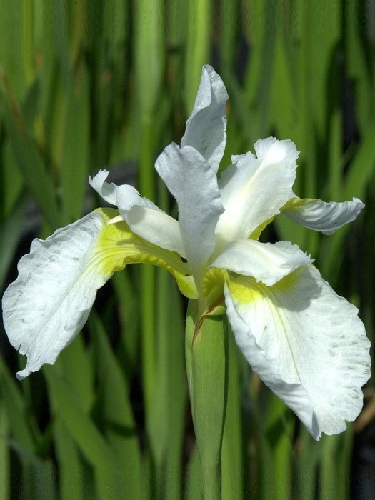 Iris sibirica 'White Swirl', Wiesen-Iris, Wiesen-Schwertlilie