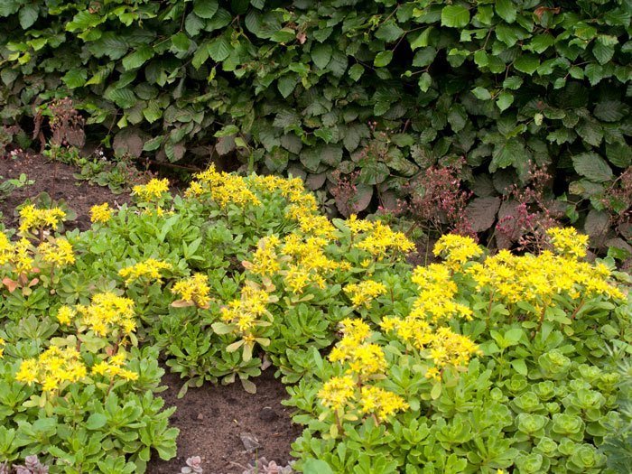 Sedum hybridum 'Immergrünchen'  (M), Mauerpfeffer, Mongolen-Fettblatt, Steinbrech