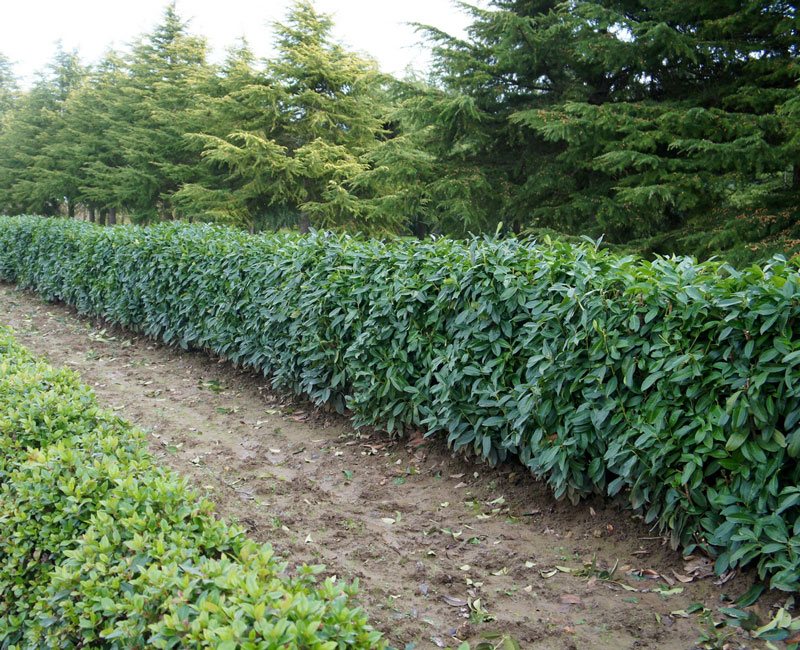 Prunus laurocerasus Genolia® 'Mariblon', Säulenförmiger Kirschlorbeer