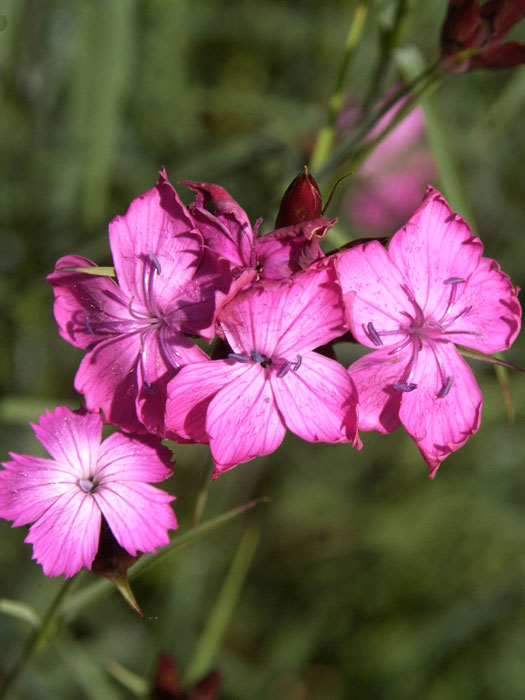 Dianthus carthusianorum, Heimische Karthäusernelke