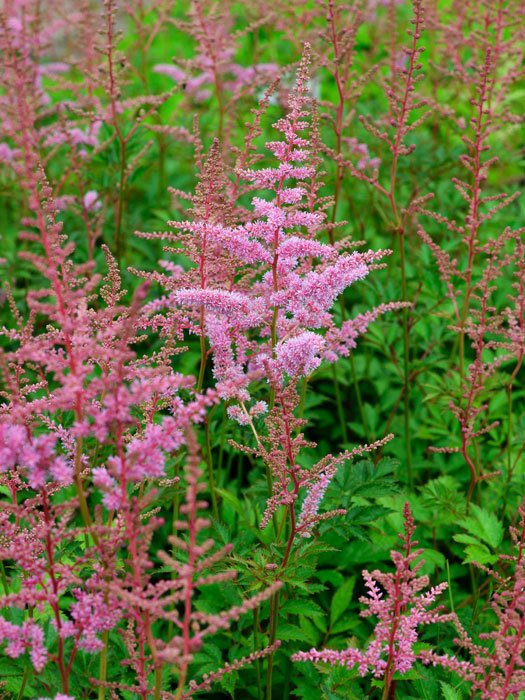 Blüte der Astilbe 'Cattleya'