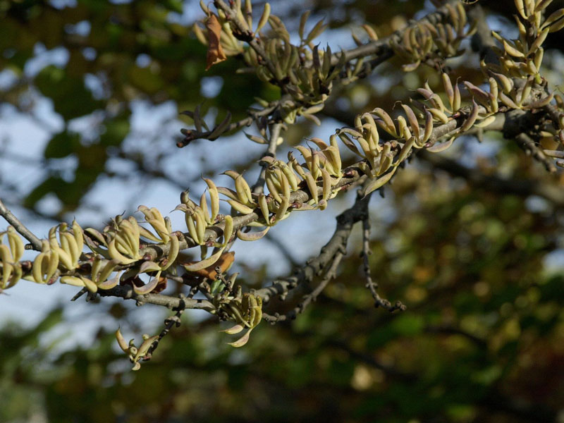 Cercidiphyllum japonicum, Kuchenbaum