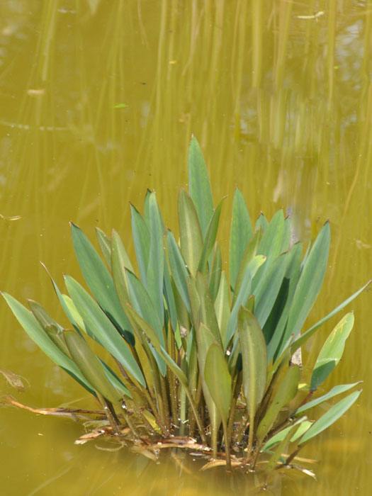 Orontium aquaticum, Goldkeule