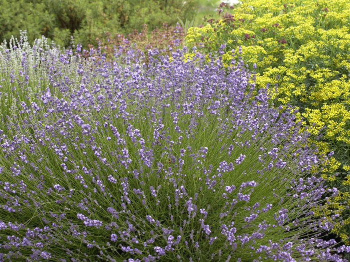 Echter Lavendel