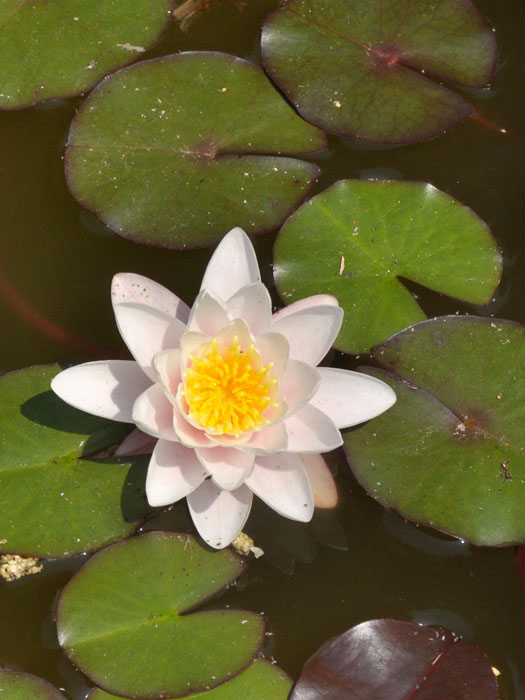 Nymphaea Hybride Marliacea Rosea, Seerose, Teichrose