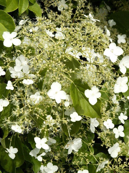 Blütenstand der Kletterhortensie 