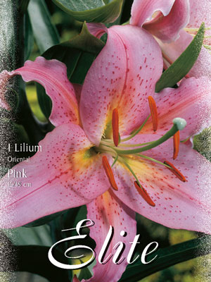 Orientalische Lilien-Hybride 'Rosa' (Art.Nr. 597139)