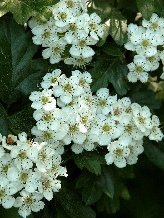 Crataegus laevigata, Zweigriffliger Weißdorn